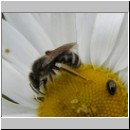 Lasioglossum leucozonium - Furchenbiene 01.jpg